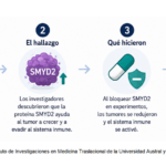 Identifican una nueva vía para potenciar la inmunoterapia contra el cáncer de hígado