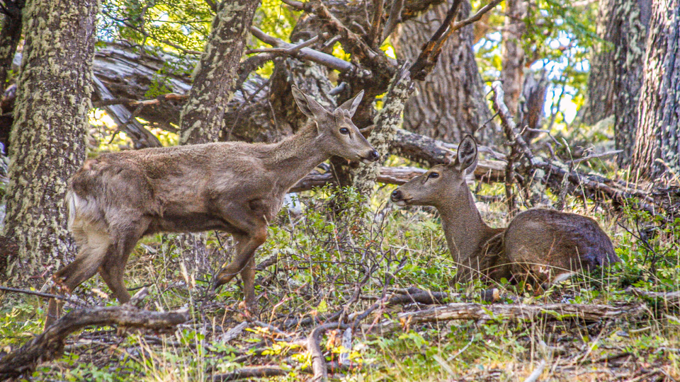 Conservación: implementan cámaras térmicas para monitorear al huemul en la Patagonia